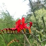 Crocosmia paniculata Flower