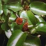 Alnus cordata Fuelha
