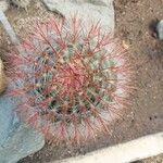 Ferocactus pilosus Ліст