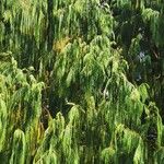 Cupressus cashmeriana Φύλλο