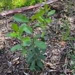 Sideroxylon lanuginosum Leaf