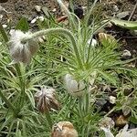 Pulsatilla vulgaris Habit