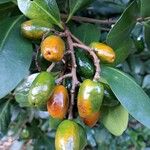 Corynocarpus laevigatus Frukt