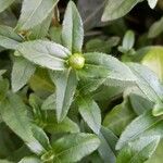 Sanvitalia procumbens Likasa