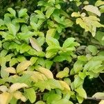 Ligustrum sinense পাতা