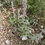 Stachys cretica Blad