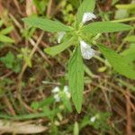 Leucas aspera Leaf