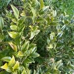 Sarcococca hookeriana Leaf