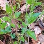 Mercurialis perennis Hábito
