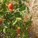 Rosa mollis Fruit