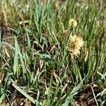 Carex panicea Lorea