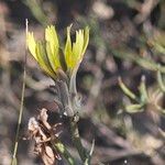 Launaea fragilis Flower