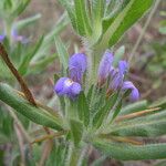 Hygrophila auriculata Habit