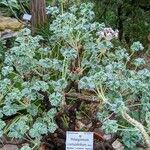 Pelargonium cortusaefolium Habitus