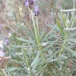 Lavandula dentata Листок