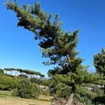 Pinus lambertiana Hábito