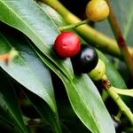 Prunus laurocerasus Plod