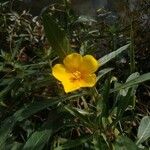 Ludwigia grandiflora 花