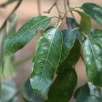 Quercus chrysolepis Liść