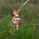Fumaria muralis Çiçek