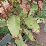 Senecio doria Leaf