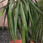 Yucca elephantipes Habit