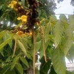 Markhamia tomentosa Frucht