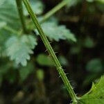 Urtica dioica Bark