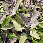 Salvia officinalis Yaprak