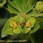 Euphorbia canuti