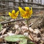 Erythronium americanumফুল