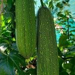 Luffa cylindrica Fruit