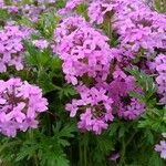 Verbena canadensis Žiedas