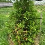 Chamaecyparis thyoides Habit