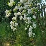 Deutzia crenata फूल