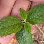 Lippia alba Blad