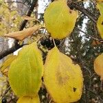 Rhamnus cathartica 葉