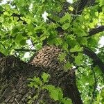 Quercus mongolica Folha