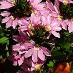 Scaevola aemula Flower