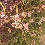 Eriogonum fasciculatum Flor