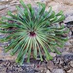 Saxifraga longifolia Leaf