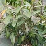 Prunus laurocerasus Celota