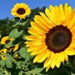 Helianthus annuusBlomst