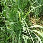 Elymus pungens Leaf