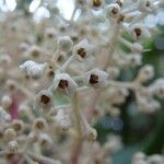 Tapeinosperma scrobiculatum Blüte