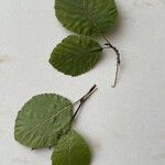 Alnus alnobetula 葉