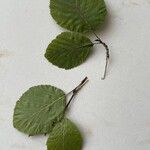 Alnus alnobetula Liść