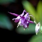 Aquilegia atrata Hàbitat