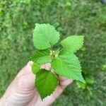 Fatoua villosa Leaf