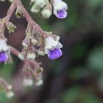Vitex madiensis Flor
